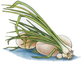 Sally Ann's onions